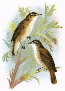 Reed Warbler (altta) ve Sedge Warbler (üstte)